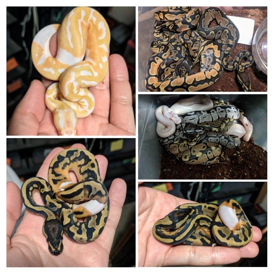 Some of the new hatchlings