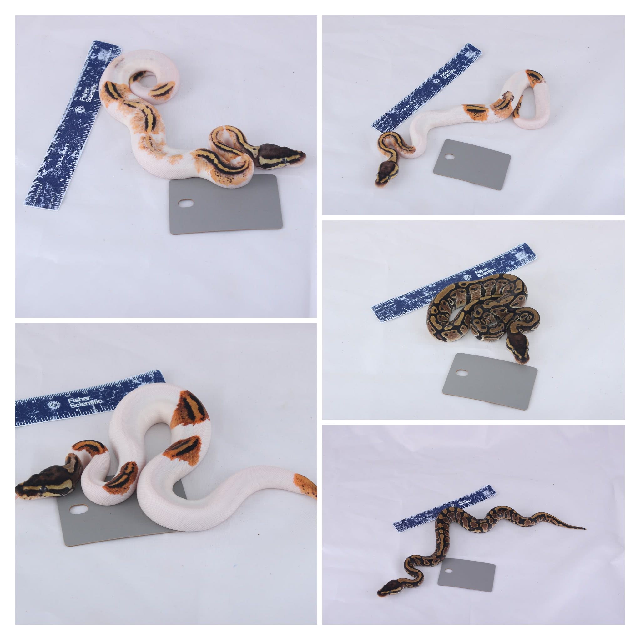 Some of the new hatchlings