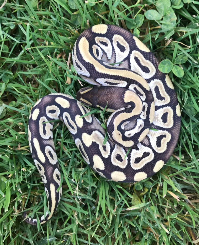 Python regius Mojave 100% het VPI axanthic 50% ph albino