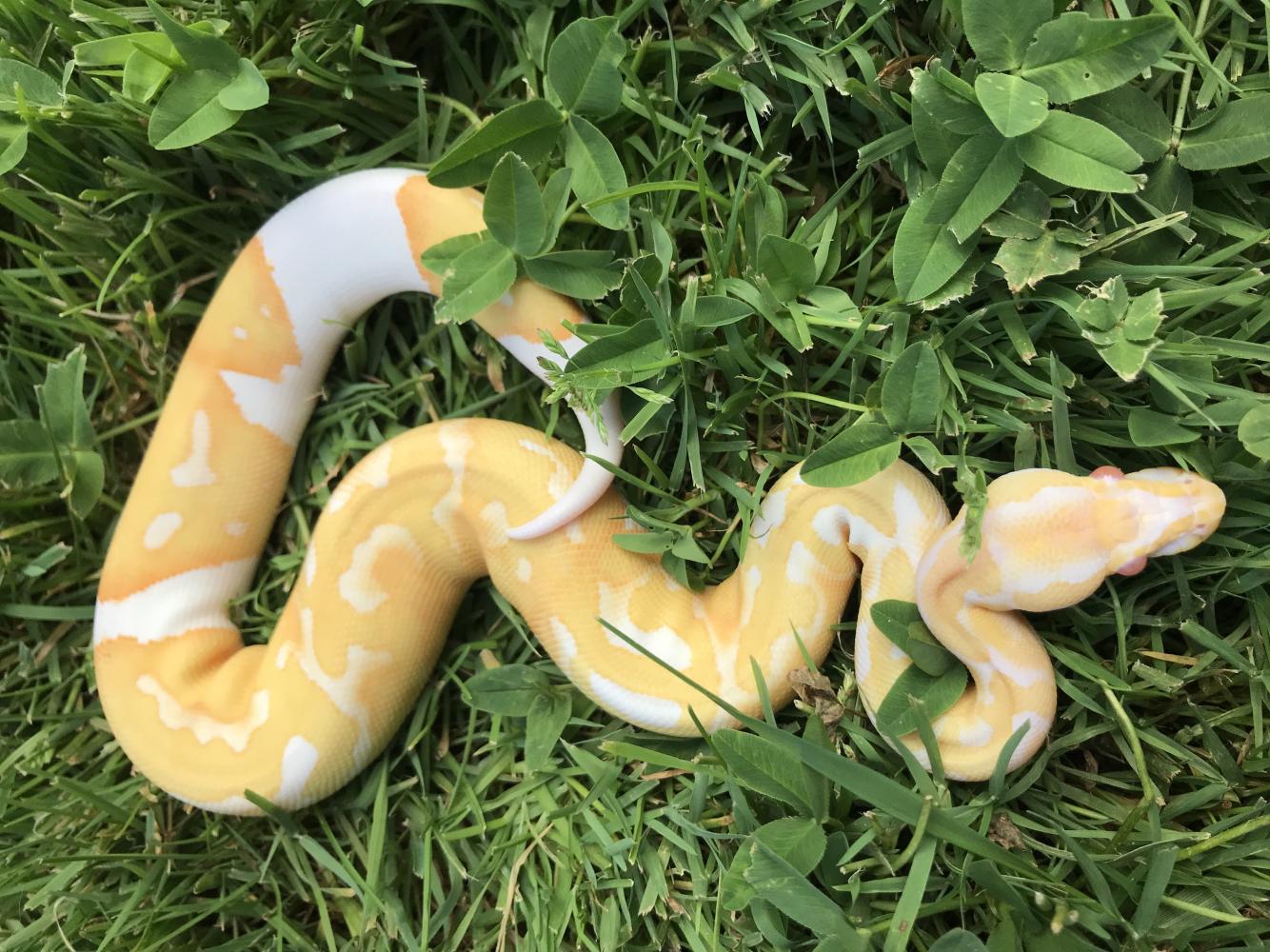 Python regius Albino piebald 2018 female