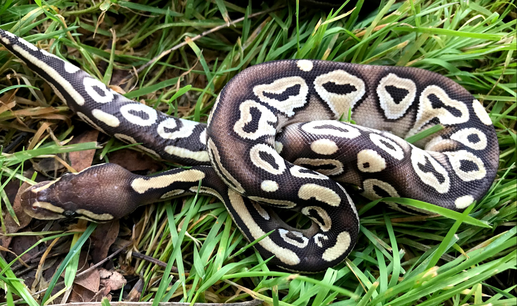 Python regius Mojave 100% het VPI axanthic 50% ph albino, poss Gold Blush