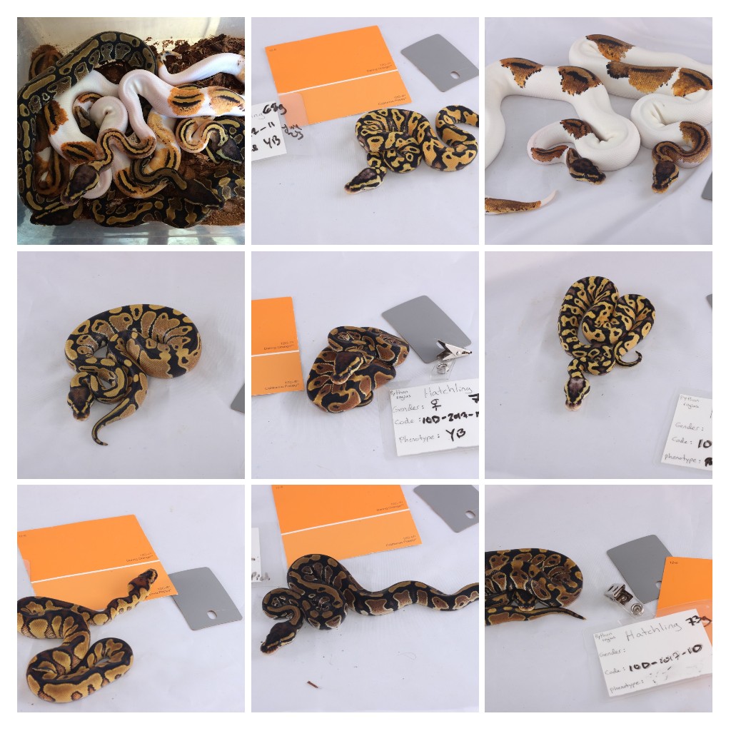 Some of the new hatchlings
