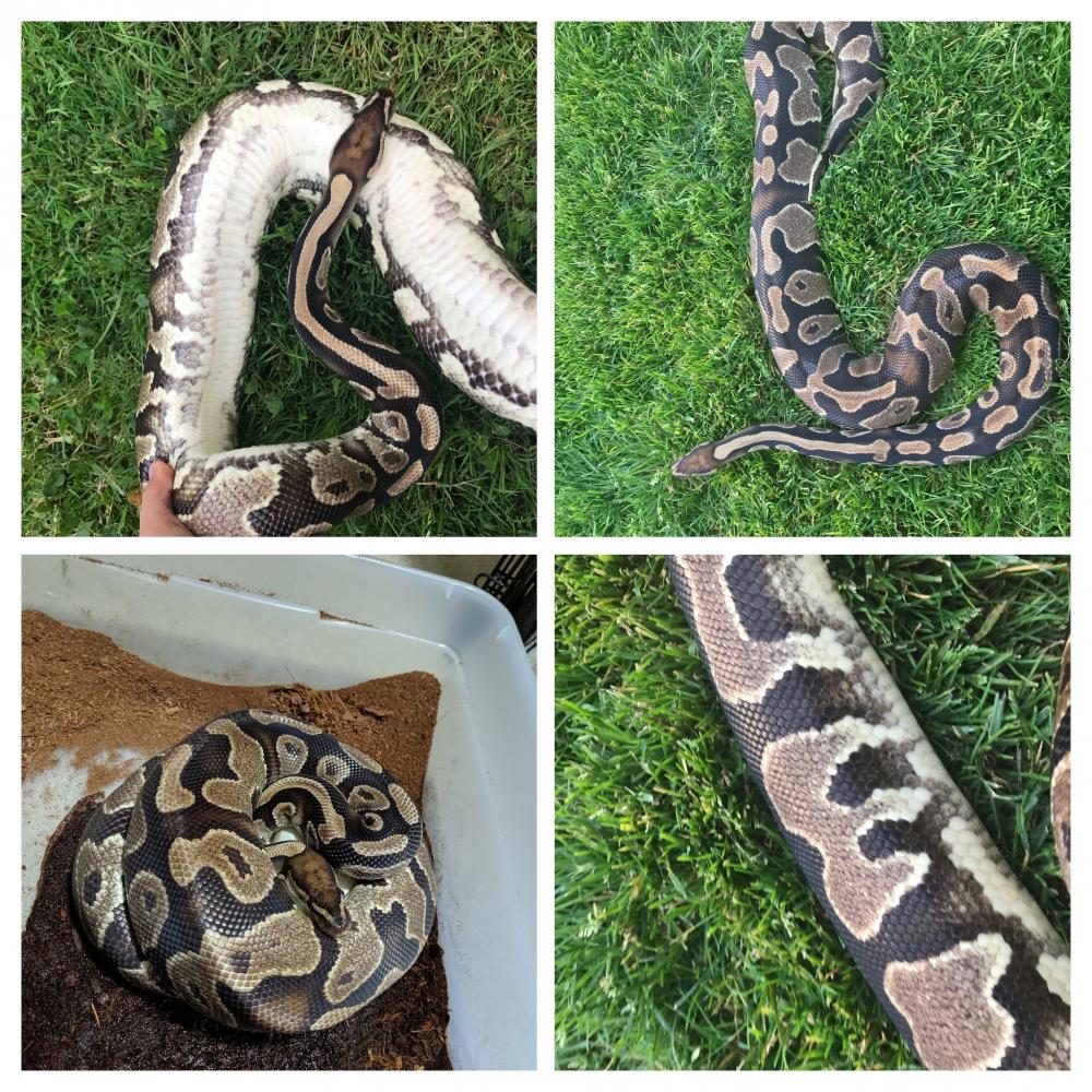 Python regius Pretty, proven yellow belly het pied 