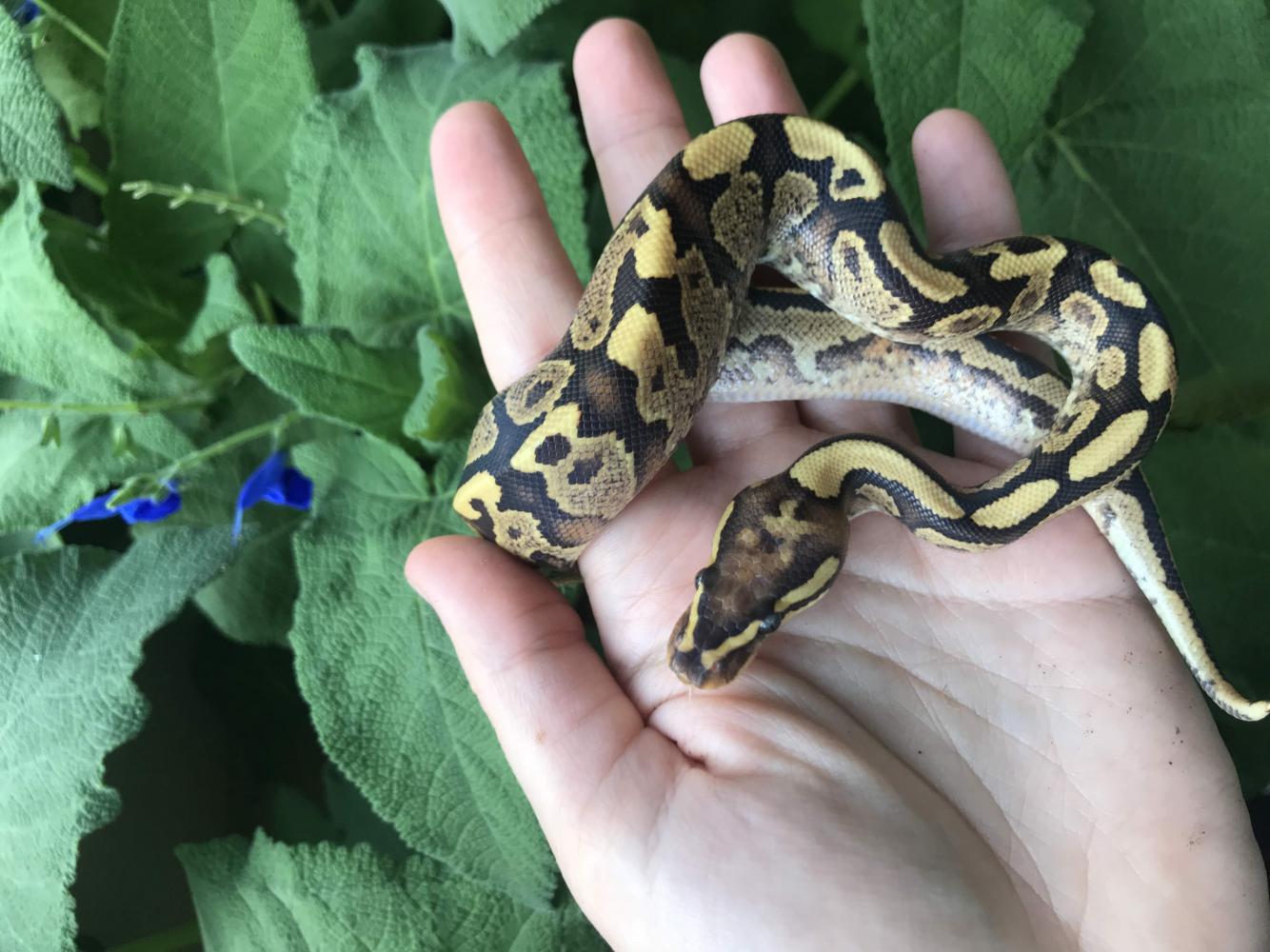 Python regius Fire Specter