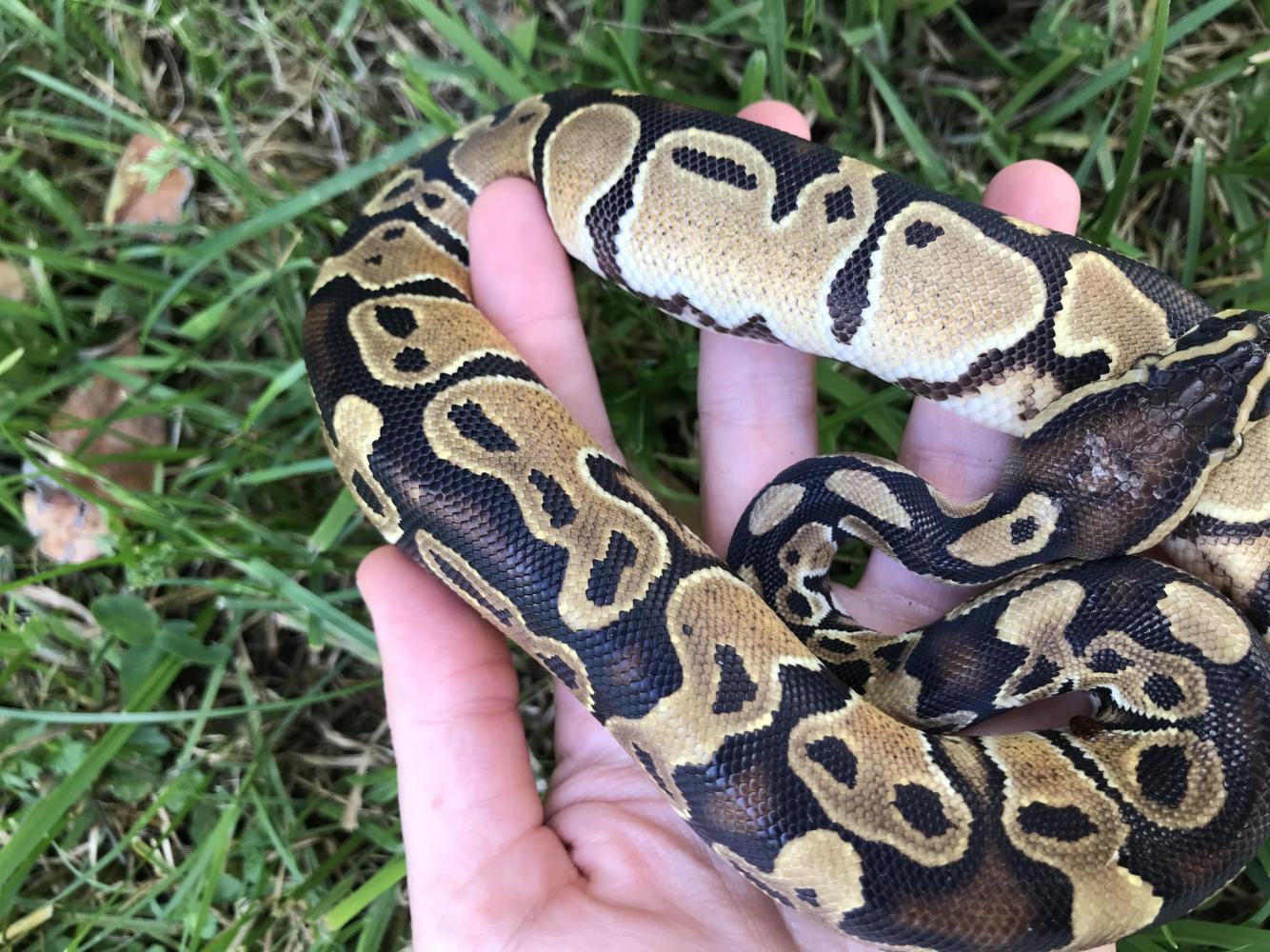 Python regius het pied, GP?