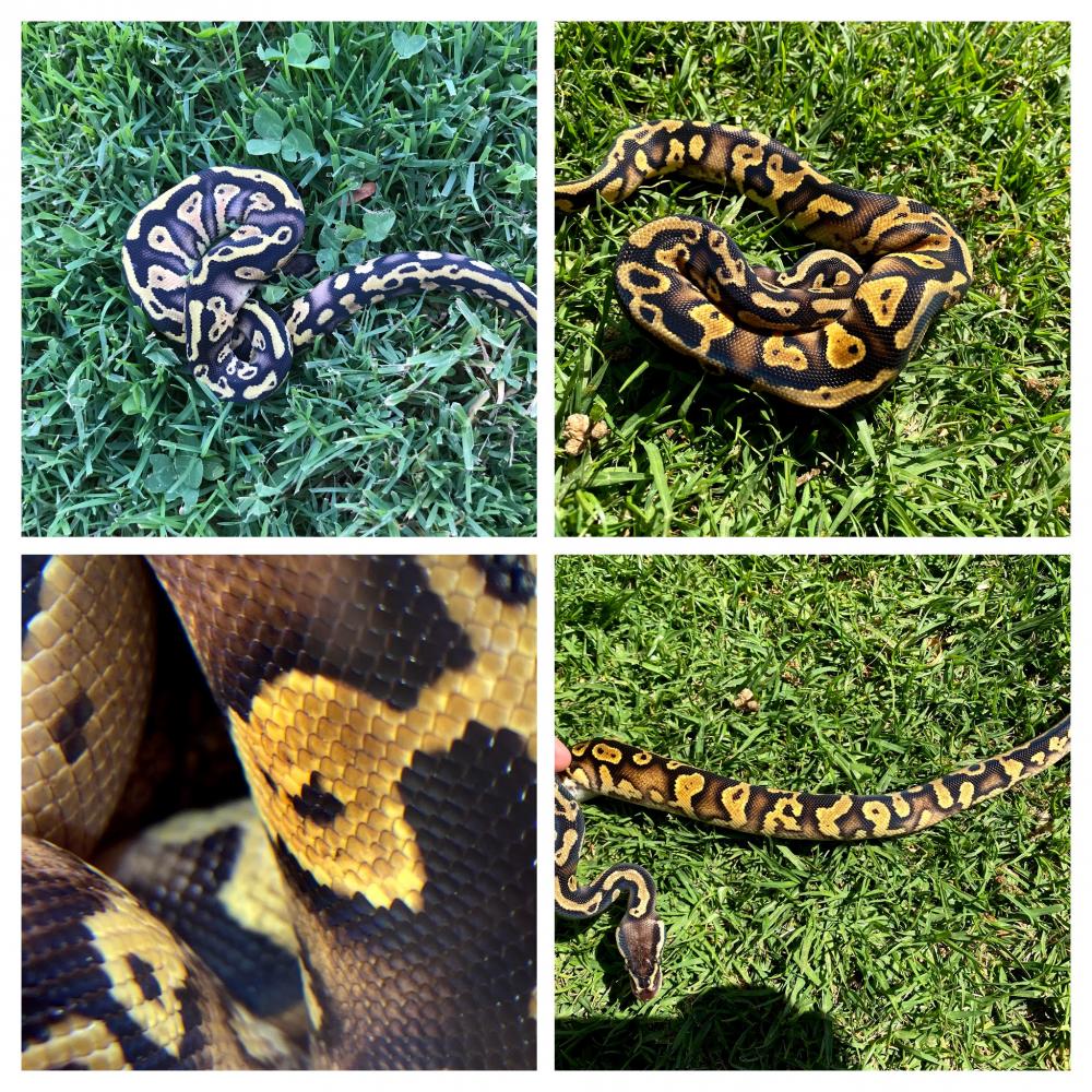 Python regius ON HOLD*** Black pewter yellow belly 50-66% ph pied 